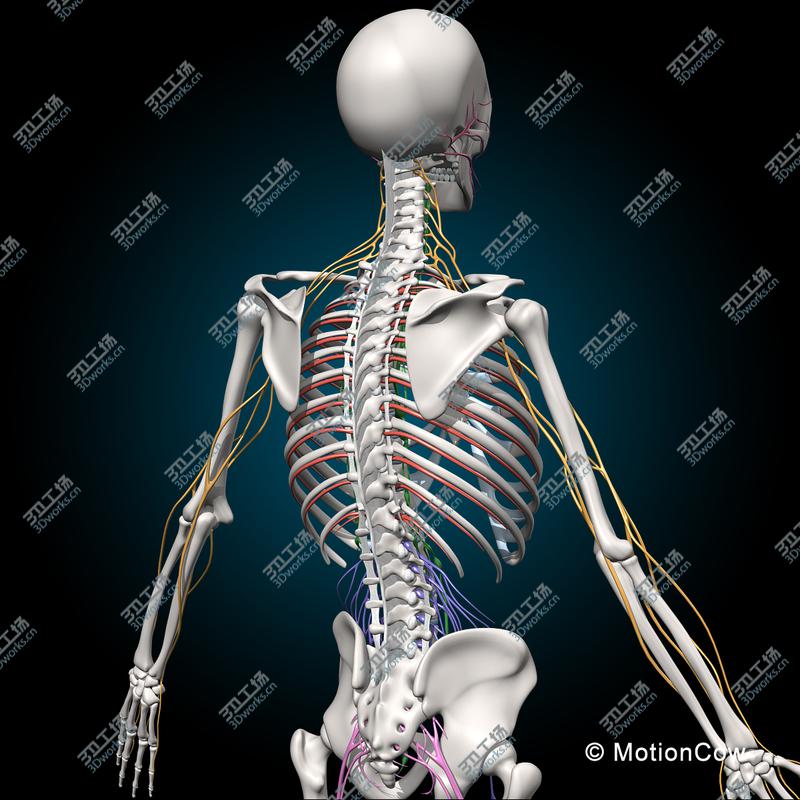 images/goods_img/2021040232/Skeleton & Nervous System/4.jpg
